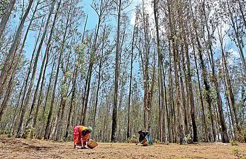 Eucalyptus farming (File Photo | EPS, Anwar Basha)