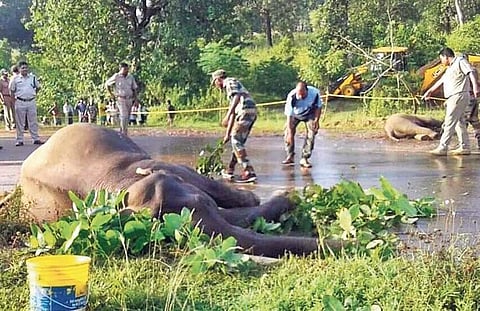 The carcasses of elephants on NH 20 (Photo |EPS)