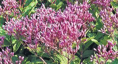 Representational Image