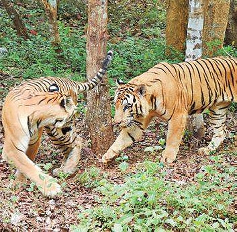 MM Hills Wildlife Sanctuary will be the 51st tiger reserve in the country