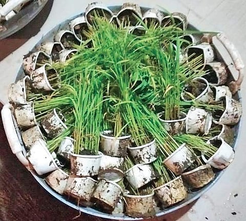 Paper cups used for paddy cultivation