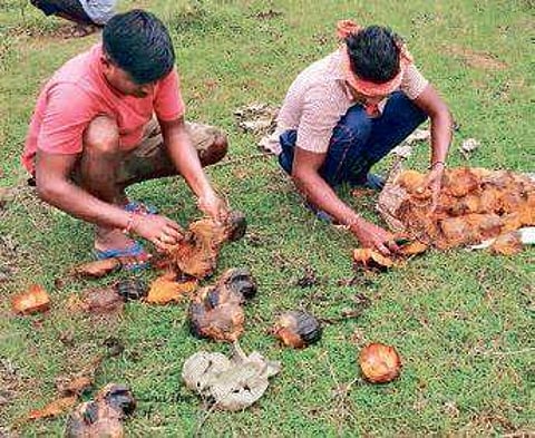 Seeds being taken out of palm fruit for plantation in Mayurbhanj district