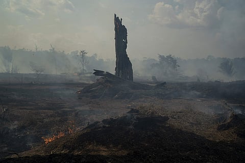 A fire burning in the forest in Brazil’s Amazon region. | ( Photo | AP )