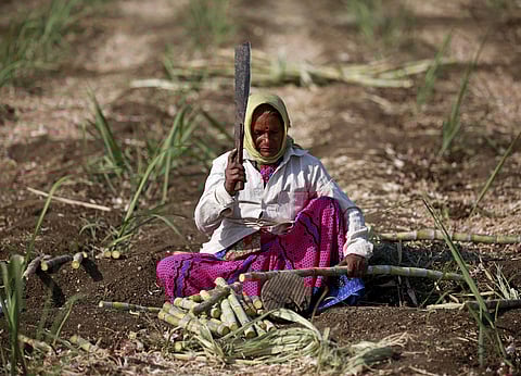 A female worker cuts sugarcane in a field in Maharashtra. (File photo| Reuters)