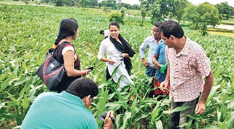 Field staff of Agriculture Department checking crops in Kaichuan village under Narla block on Friday | EXPRESS