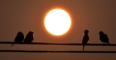 The rise in the number of fowls rescued has been attributed to the use of Chinese manja (kite strings) on Independence Day. (Express Photo Service)