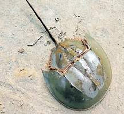 horseshoe crabs (Photo |EPS)