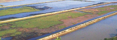 llegal prawn gheris near Bhitarkanika National Park (Photo | EPS)