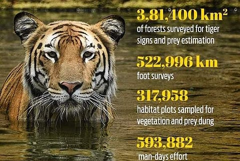 26,838 camera traps have been set up for tigers in 141 locations (Photo| EPS/ Vinay Madupu)