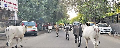 The stray cattle occupy the entire road, resulting in congestion and accidents.