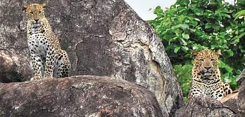 Leopards in Musurangi proposed Reserve Forest (Photo |EPS)
