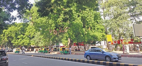 Neem saplings were planted along the Parliament Street in New Delhi and a large number of them occupy either sides of the road today. (Photo | Parvez Sultan, ENS)
