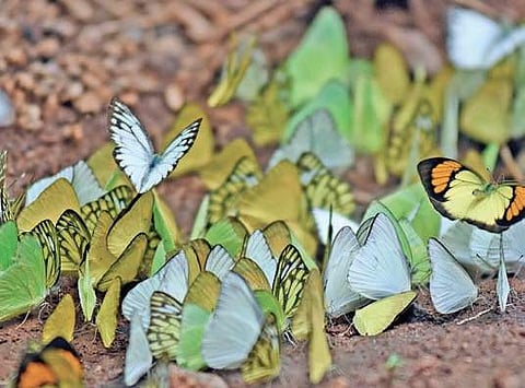 The coloured-wing creatures at Kondapalli Forest Reserve. (Photo| EPS/P Ravindra Babu)