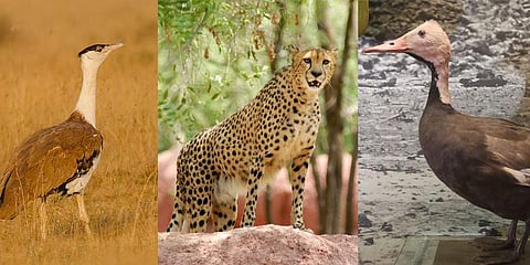 Great Indian Bustard, Indian Cheetah and pink-headed duck. (Photo | EPS)