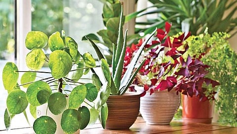 Maintain indoor plants to fight mold