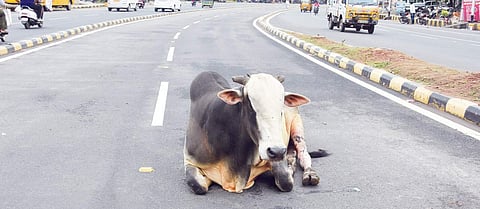 A stray cattle can be seen sitting in the middle of the unused BRTS road in Vijayawada (File | EPS)
