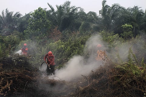 Firefighters try to extinguish brush fires in Pekanbaru, Riau province, Indonesia. (Photo | AP)