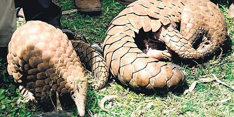 Some of the pangolins seized from poachers