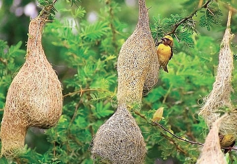 ( Above) A Baya weaver seen building nests and (below) Spot-billed pelicans spotted at Hosakote Lake | Pandarinath B