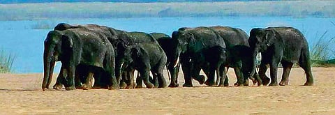 The jumbo herd stranded in Mahanadi floodplain in Cuttack | Express