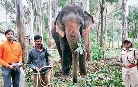 File photo of an elephant that was rescued from timber mafia | Express