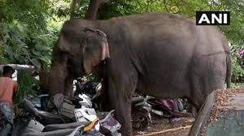 Missing elephant Laxmi was found near Yamuna river in Delhi on 18 September 2019. (Photo | ANI Twitter)