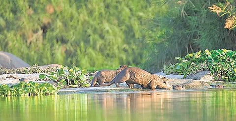 Smooth-Coated Otters at Tungabhadra Otter Conservation Reserve. (Photo I EPS/Tharangini Bala)