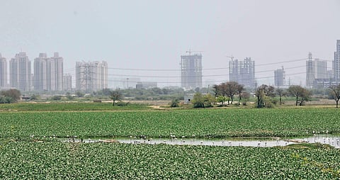 A wetland in Delhi