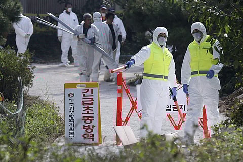 Quarantine officials control access to a pig farm with confirmed African swine fever in South Korea. ( Photo | AP )