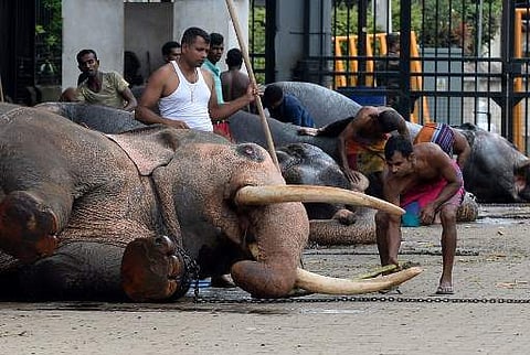 Sri Lankan mahouts wash their elephants ahead of the Esala Perahera festival in Kandy on August 14, 2019. Image is used for representational purpose. (Photo | AP)