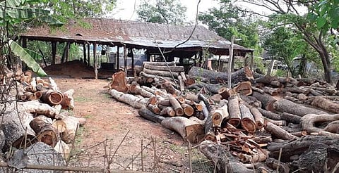 Balasore DFO Biswaraj Panda said 10 sawmills have permission to operate in the district.