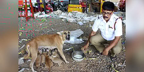 Arunan (58) feeding the dogs and puppies at the Anna Nagar roundtana, he has been doing this daily for over two year. (Photo | D Sampath Kumar, EPS)