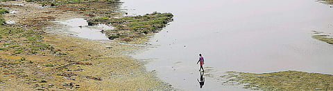 For the restoration project of the Yamuna’s eastern bank, the DDA will seek the help of experts. (Photo | EPS/Arun Kumar)