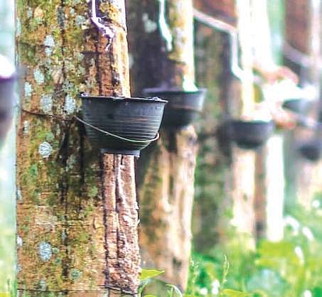 Express takes a look at the agricultural scenario in the state of Kerala.