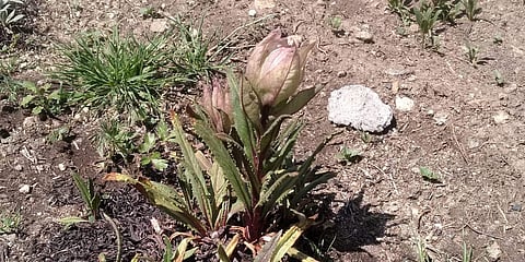 Picture of Brahma Kamal.
