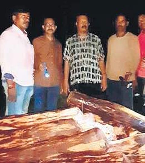 Seized red sanders logs by Red Sanders Anti-Smuggling Task Force (Photo |EPS)