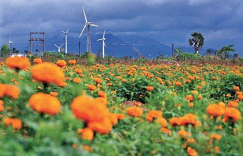 Pics Vincent Pulickal/Flowers at a farm near Thovalai