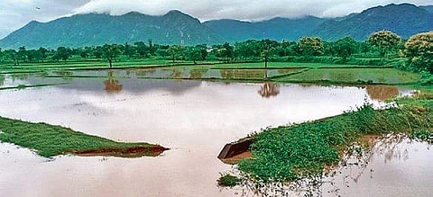 Paddy crops submerged in Matikhal village of Kalahandi district I Express