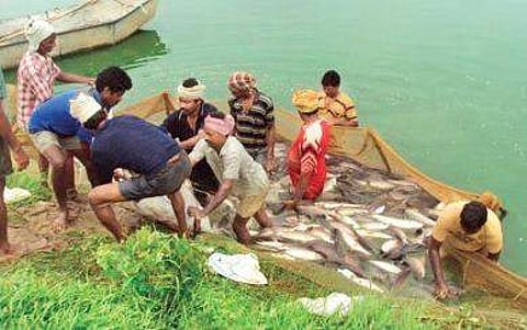 The rates of the fingerlings are soaring in the open market due to unholy nexus with the traders and fisheries officials.