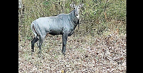 FIR filed after nilgai buried alive in Bihar