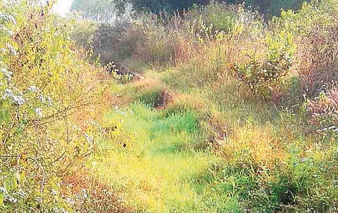 A canal under Dhanpur distibutary in Jeypore block covered with unwanted vegetation