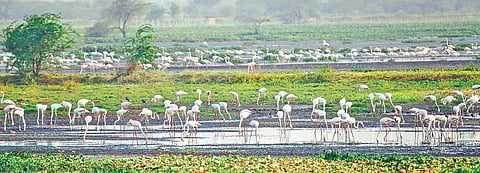 The Badshahpur drain carries around 388 million litres of sewage discharge from Gurugram which later meets at the Najafgarh drain.