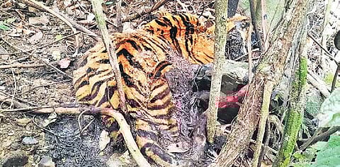 The carcass of a tiger found near Golavali village of Sattari taluk in Goa | Express