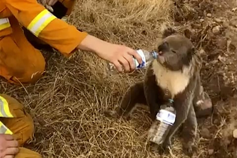 Koala populations across the country are not all impacted by the fires. (Photo | AP)