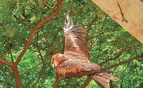 A black kite caught in Chinese manja
