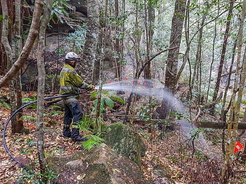 In this photo taken early Jan. 2020, and provided Thursday, Jan. 16, 2020, by the New South Wales National Parks and Wildlife Service, NSW National Parks and Wildlife Service personnel use fire hoses to dampen the forest floor near Wollemi pine trees in t