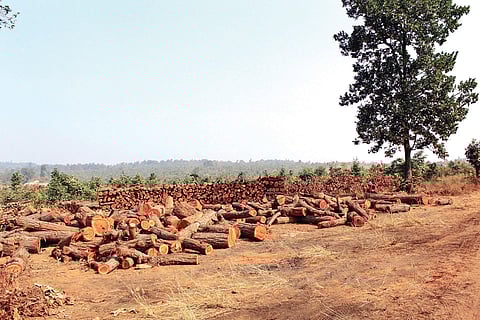 Over 15,000 have already been felled.