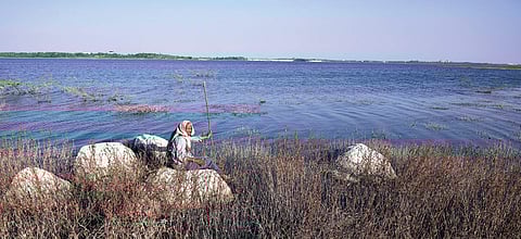 A shepherd sitting on the banks of Himayat Sagar in Hyderabad (File photo| Vinay Madapu, EPS)