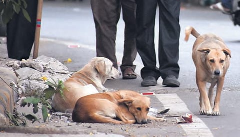 A pack of stray dogs seen at Dharam Karan road on Tuesday | S Senbagapandiyan