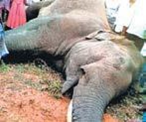 As the elephants fled, one of them ran into an electric pole. The pole got uprooted and the live overhead wires fell on the animal and electrocuted it.